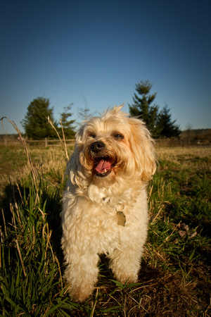 Dog photography at Marymoor Park by Mike Nakamura